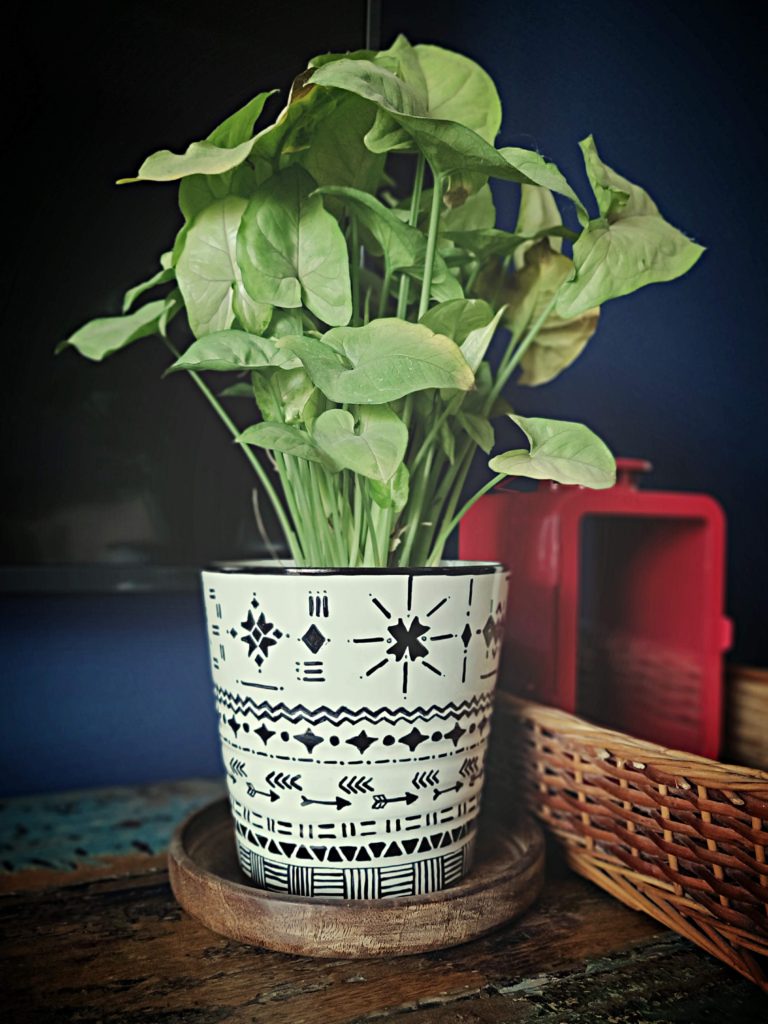 Home style Tour with Rajni in Hyderabad: green plants on a plain white vase