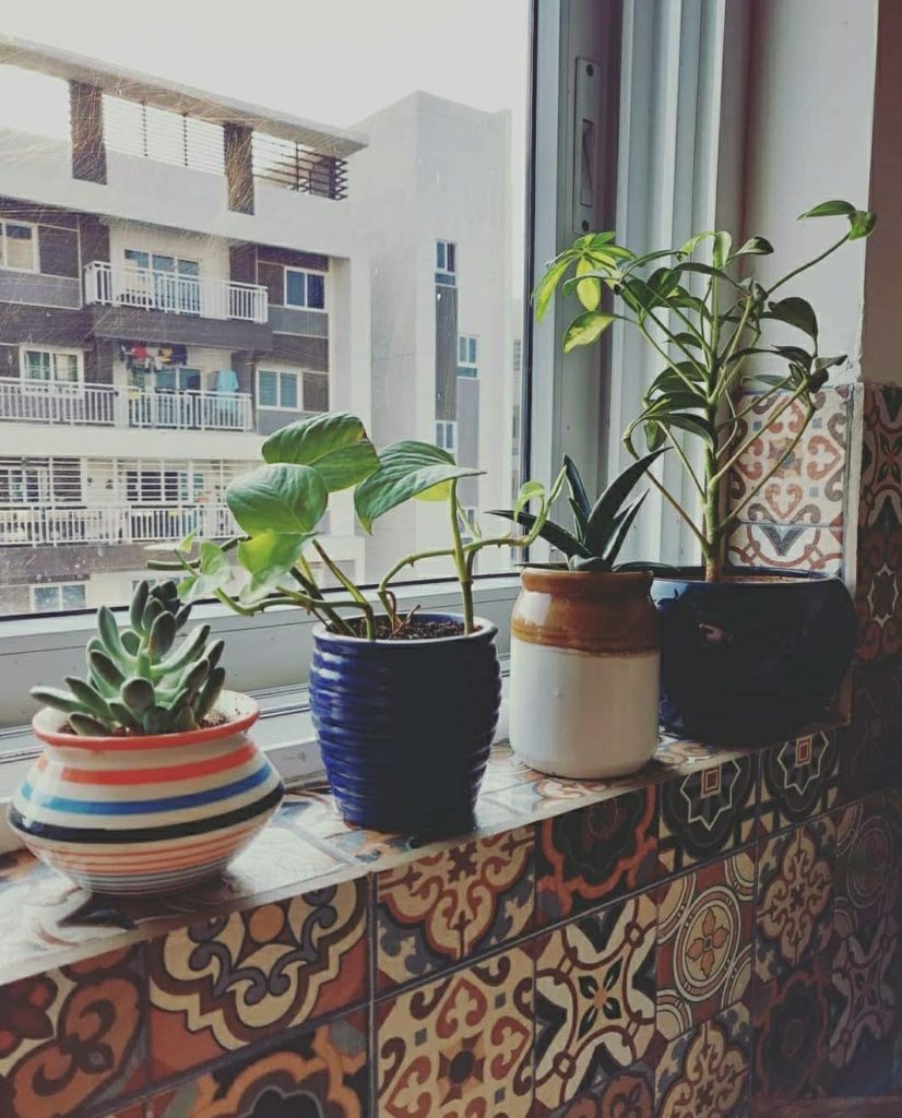 Home style Tour with Rajni in Hyderabad: the beautiful plant babies on the kitchedn window sill, soaking in sun