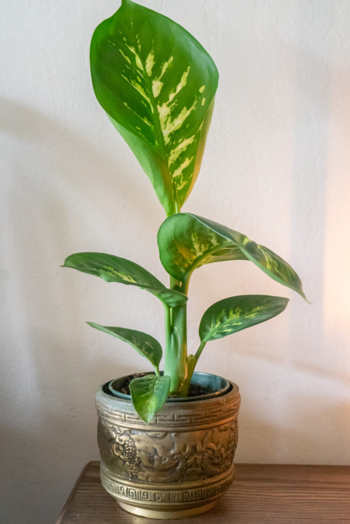 Affinity for antiques and collection of vintage | Home tour of Rushika & Dipkal's - the indoor green plants on the table