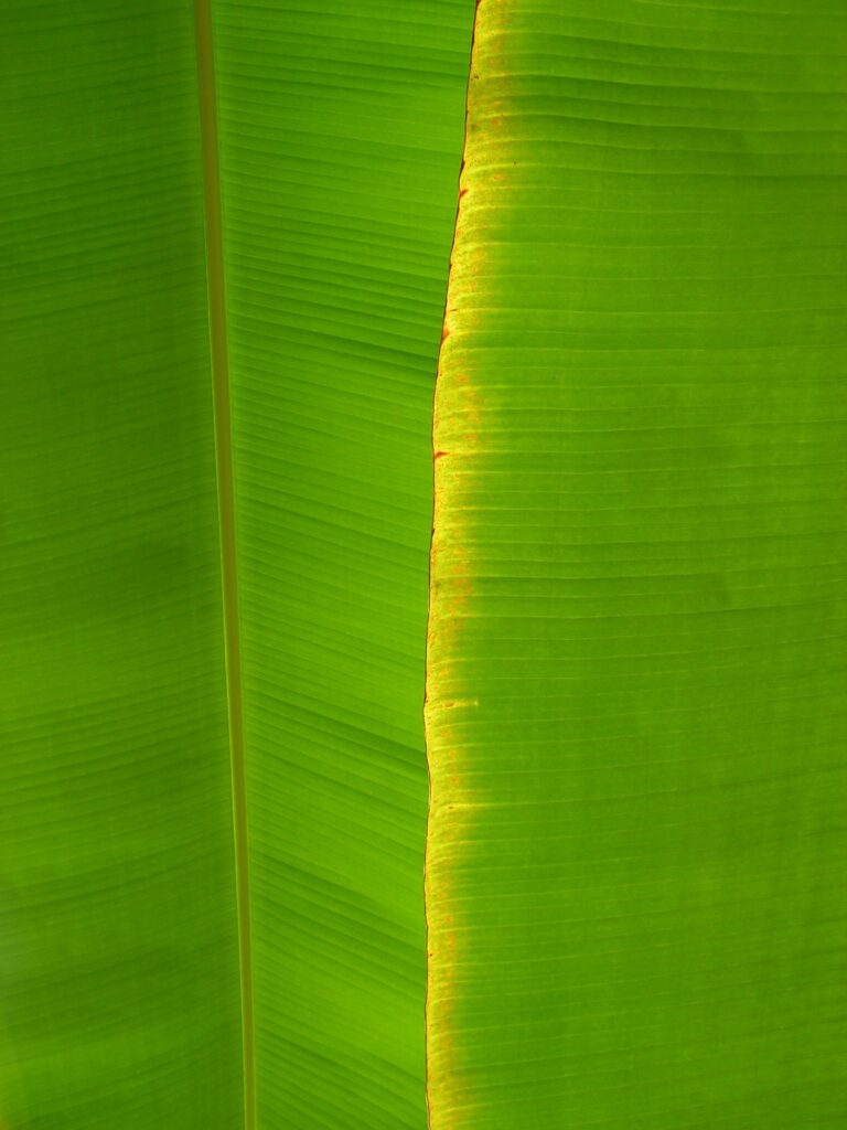 The banana green leaf on the boards to the wall
