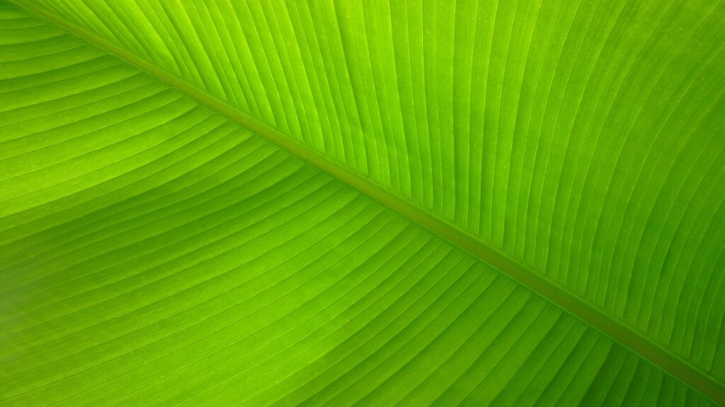 The banana green leaf for decoration