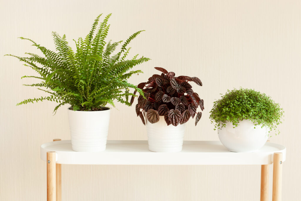 Clusters of plants look lovely!
houseplants Nephrolepis, peperomia caperata, Soleirolia soleirolii in white flowerpots