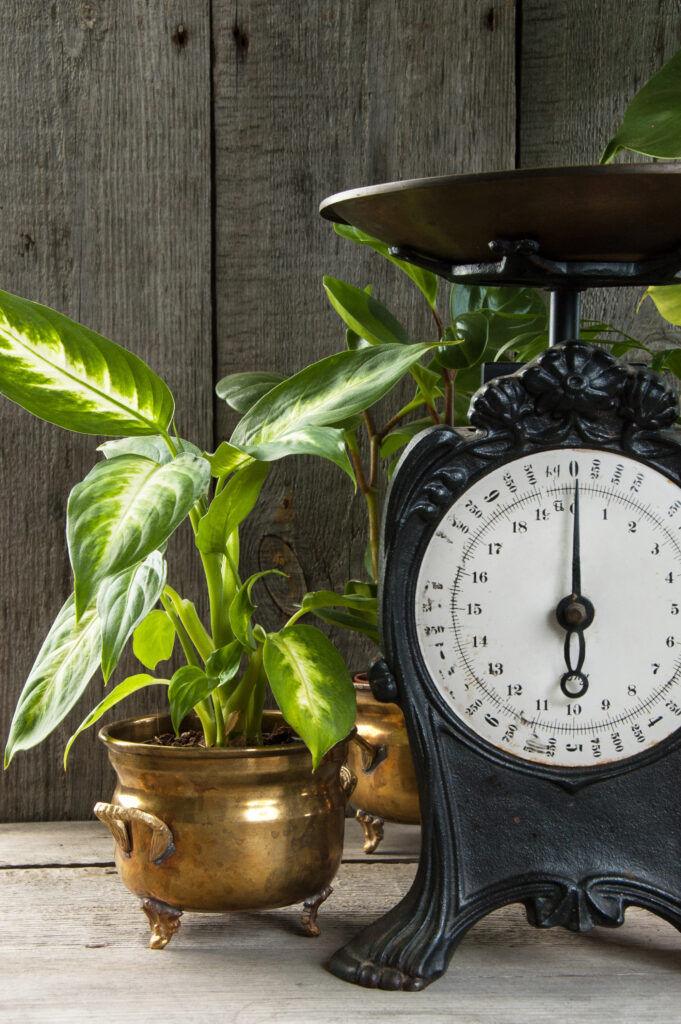 Old vintage kitchen scale on wooden gray background. Green plants and copy space for text.