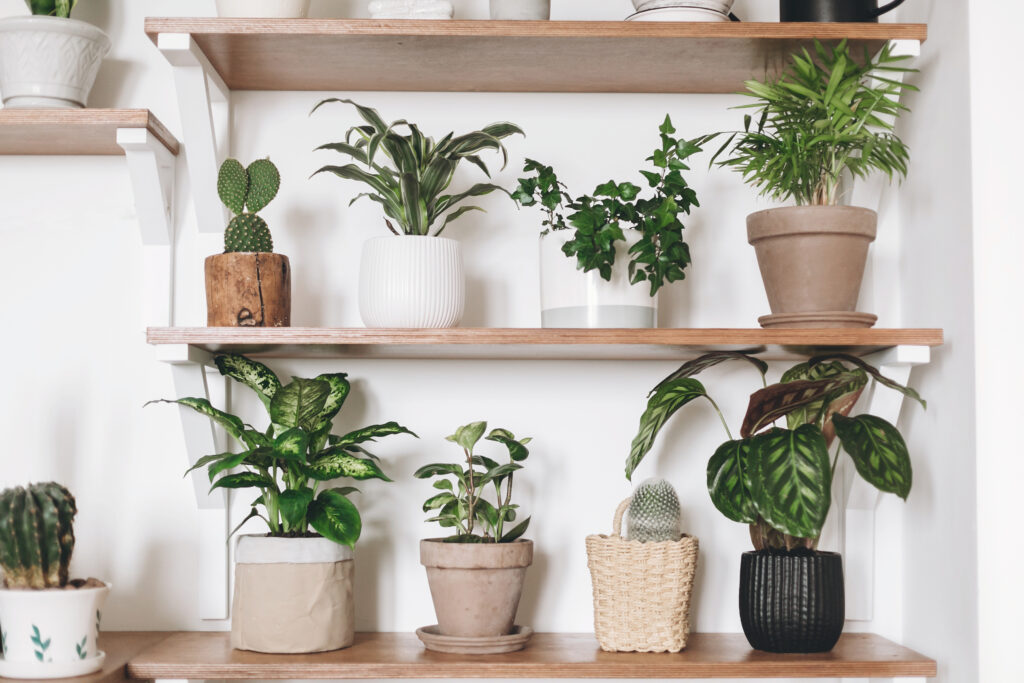 Stylish wooden shelves with green plants and black watering can. Modern hipster room decor. Cactus, calathea, peperomia,dumbcane, dracaena, ivy, palm, sansevieria in pots on shelf.