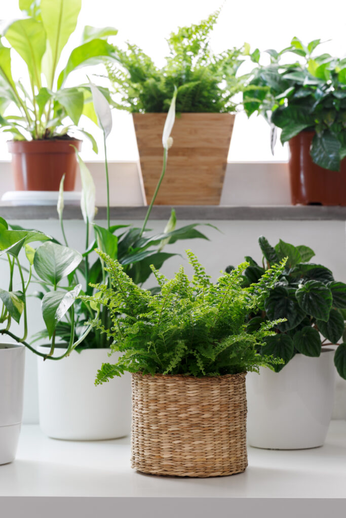 Tropical house plants in white pots on the table, peperomia, pothos, fettonia, asplenium and ivy
