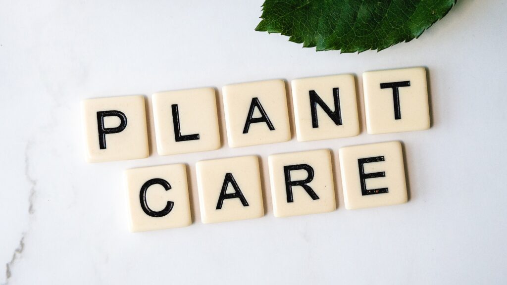 Plant care tips for growing healthy houseplants