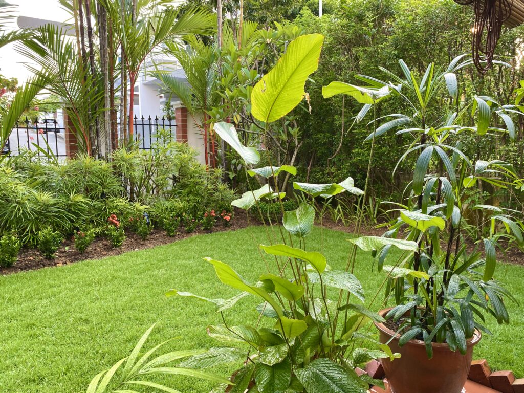 banana, mango and chikku trees at garden back yard | ASHA RAJ home tour