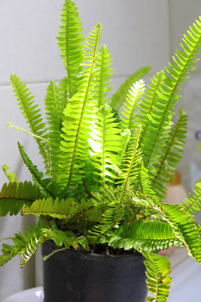 A list of trending houseplants - parent a boston fern and look fashionable in 2021 decor trend for Indian homes | Thekeybunch decor blog