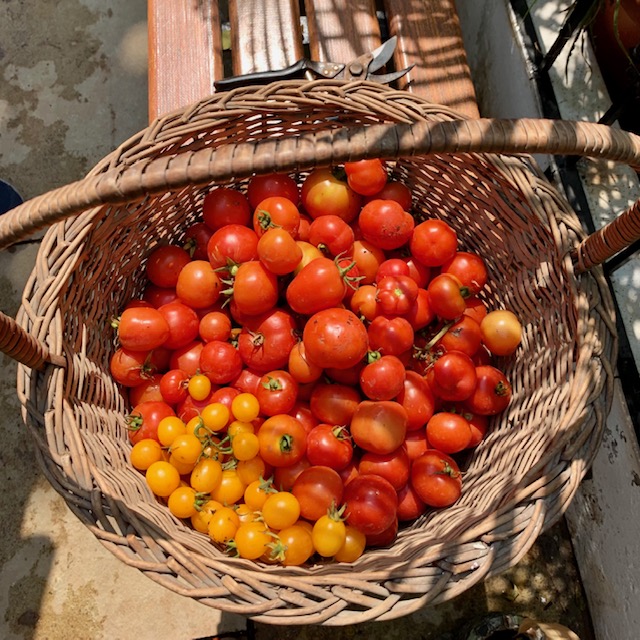 Villa Rashmi - A Heritage Gem in Mumbai | Fresh and healthy tomatoes from the garden | TheKeybunch decor blog