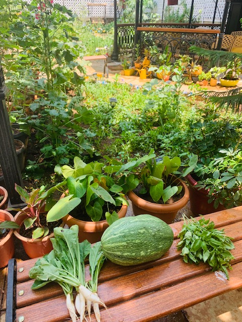 Villa Rashmi - A Heritage Gem in Mumbai | The vegetable garden at the villa heritage | TheKeybunch decor blog