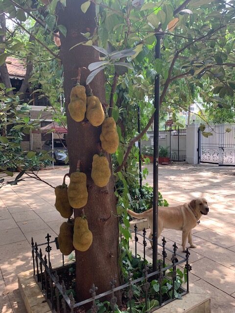 Villa Rashmi - A Heritage Gem in Mumbai | Jackfruit tree in the garden | TheKeybunch decor blog