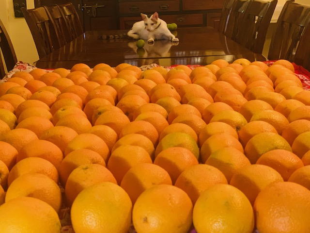 Villa Rashmi - A Heritage Gem in Mumbai | Fresh and healthy oranges from the garden | TheKeybunch decor blog