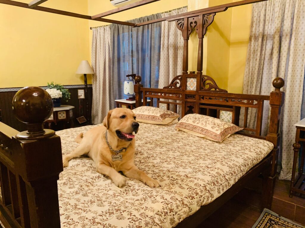 Villa Rashmi - A Heritage Gem in Mumbai | Cute dog sitting on bed | TheKeybunch decor blog