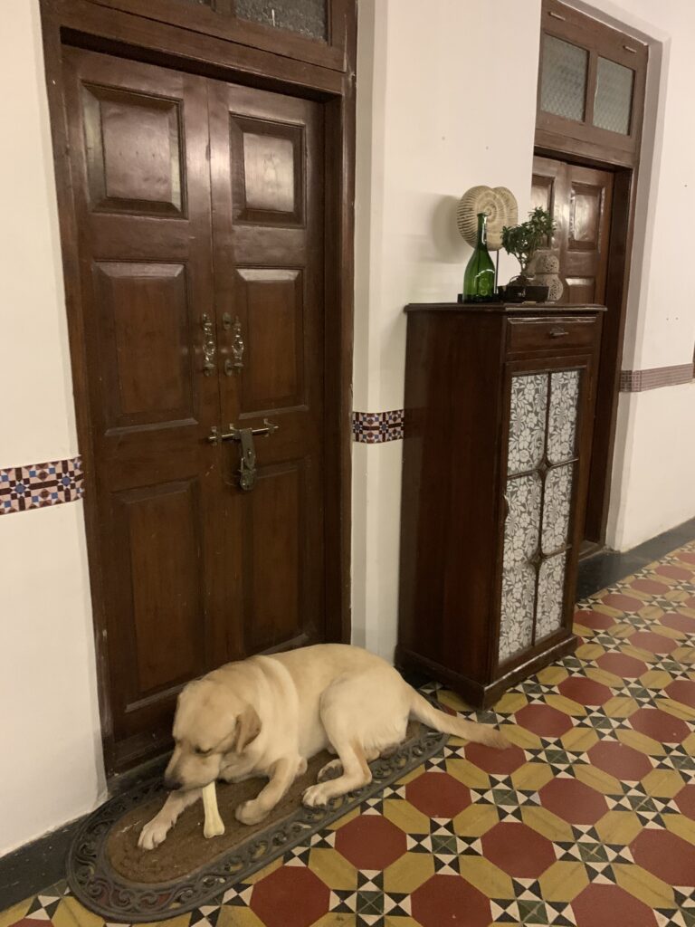 Villa Rashmi - A Heritage Gem in Mumbai | The dog sitting at the door of the room in the verandah | TheKeybunch decor blog