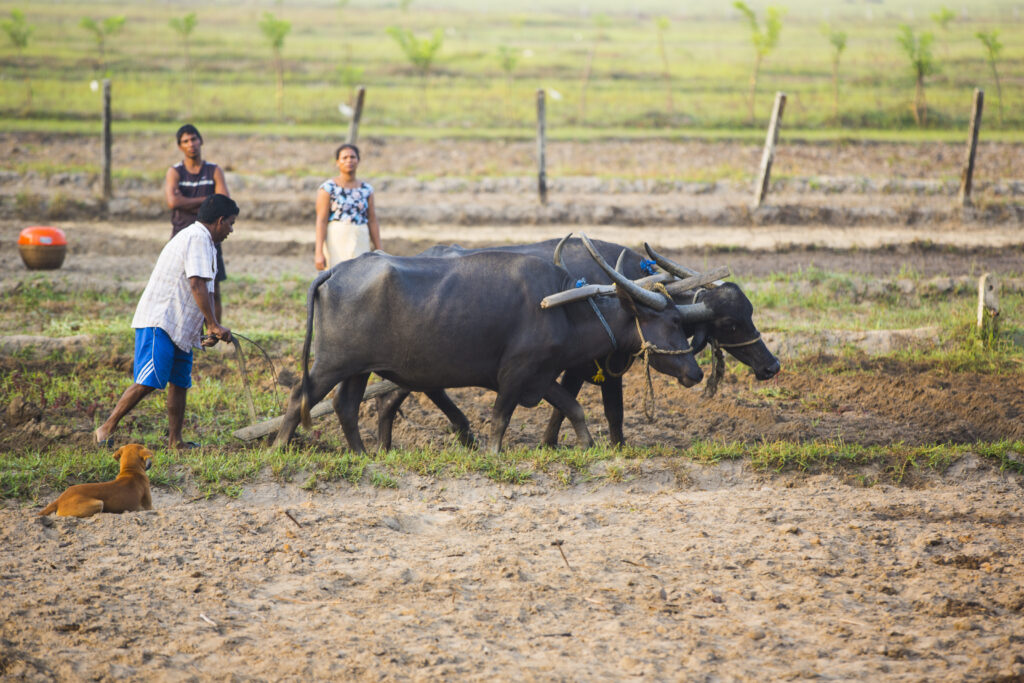 Betalbatim in Goa, India | The farmers plowing field with oxen plow | TheKeybunch decor blog