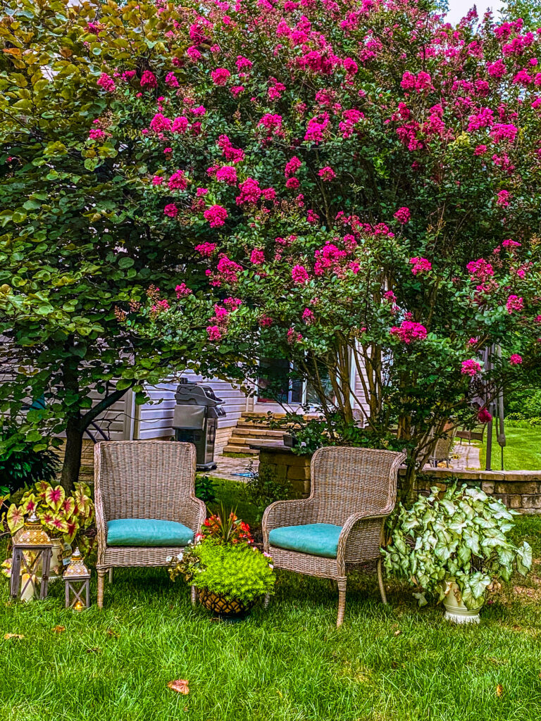 Chitra's Joy-Infused Boho Eclectic home | The most beautiful crape-myrtle tree is blooming, in the garden