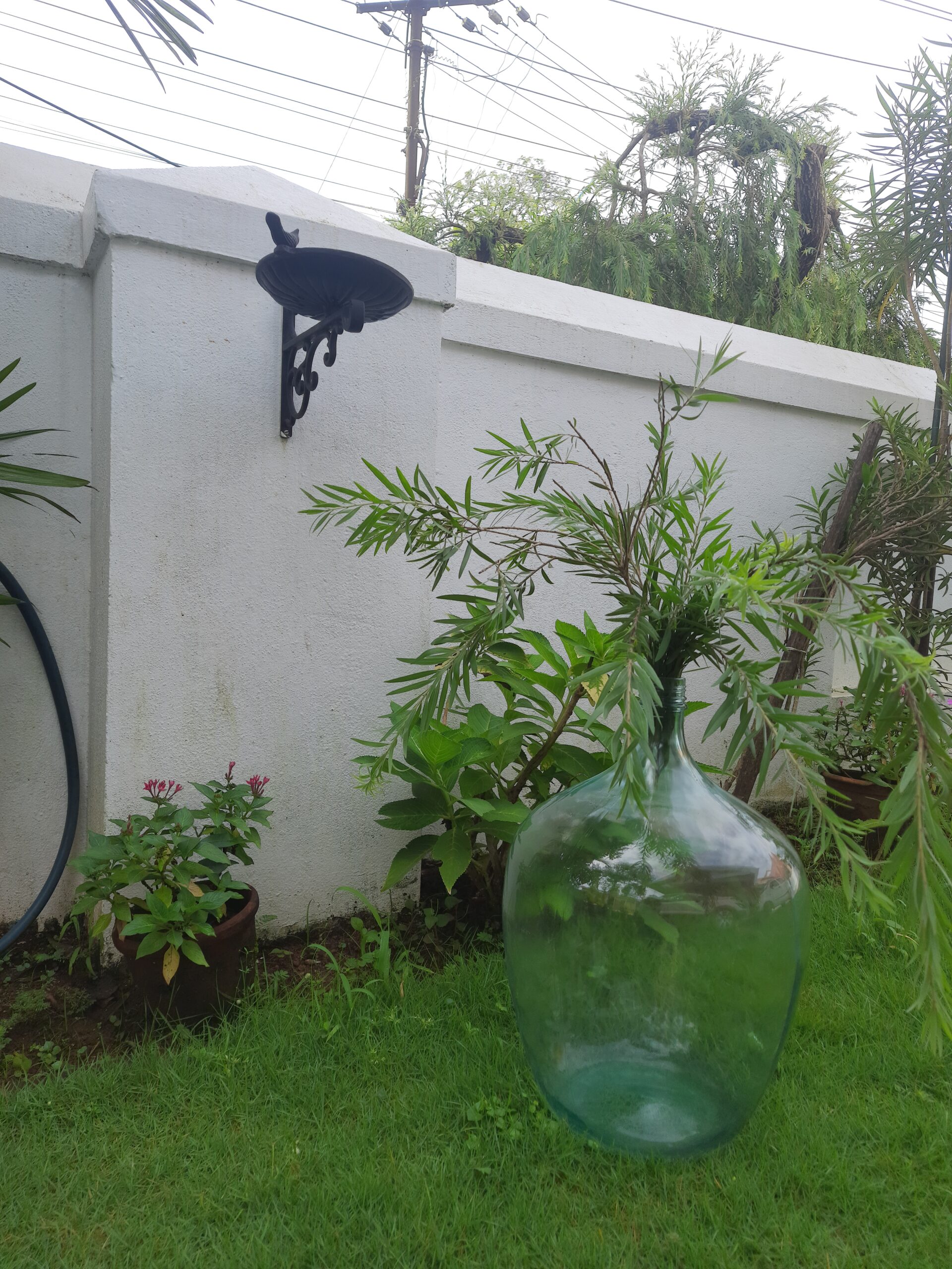 Demijohns in Indian Decor | Vintage demijohn with green plants in a garden