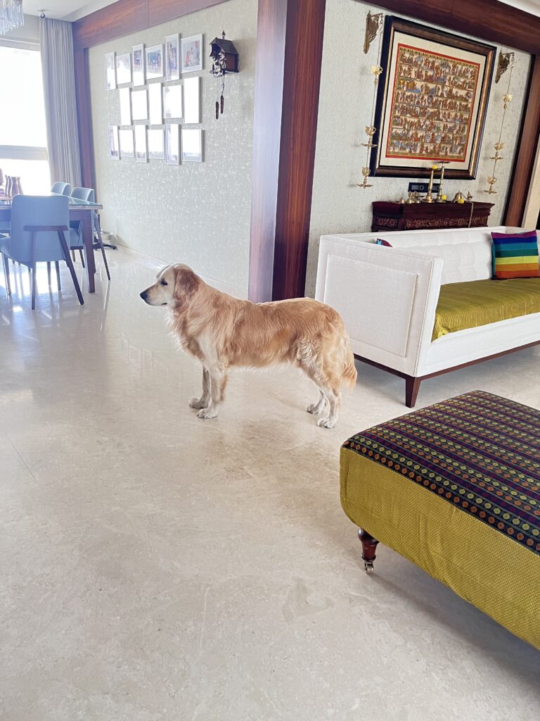 Dog in living room | Ranjana and Milind's apartment in Pune
