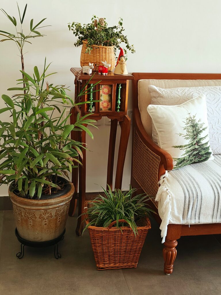 the teak and cane sofa and green plants at the corner of the living room | Girija home tour in Kochi