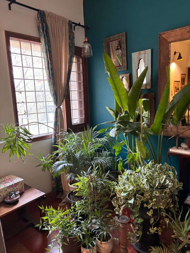 Home tour of Supreet in South Delhi | rustic-framed mirrors and lots of plants decorated at the living room